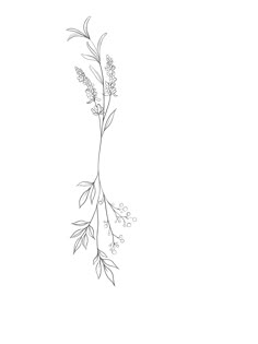 a black and white drawing of a plant with leaves on it's stems is shown