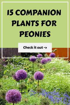 purple flowers with the words 15 companion plants for peonies check out in green