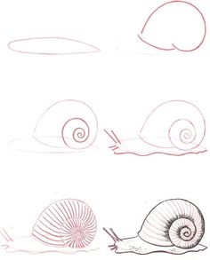 the steps in how to draw a snail