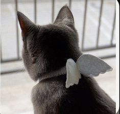 a black cat with an angel wing on its collar looking out the window at something outside