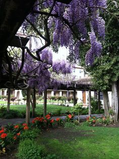 the wistery trees are blooming all over the yard