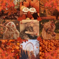 a collage of pictures with cats, pumpkins and autumn leaves on them in the foreground is a ferris wheel