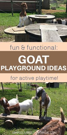 goats and goats are sitting in the grass with text overlay that reads fun and functional goat playground ideas for active playtime