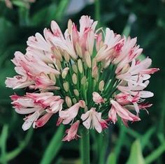 a pink and white flower with green leaves in the background