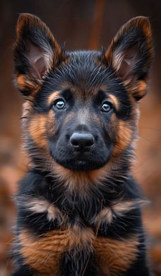 Big Fluffy Dogs, Cute Dog Pictures, Fluffy Dogs, German Shepherd Puppies, Canine Companions, German Shepherds, German Shepherd Dogs, Baby Dogs, Shepherd Dog