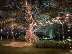 a large tree with lights hanging from it's branches