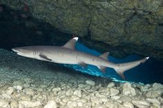 a shark swimming in the water near rocks