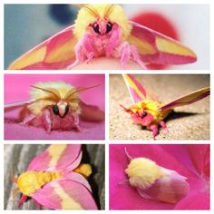 four different pictures of a pink and yellow moth with multiple images of it's wings