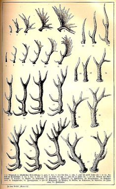 an old book with different types of trees