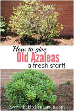 how to give old azalea's a fresh start in the garden or front yard