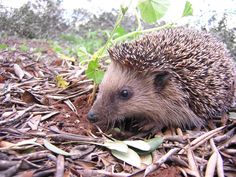 a hedgehog is sitting on the ground among leaves