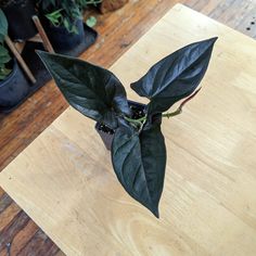 Syngonium erythrophyllum "Llano-Carti Road" - Ed's Plant Shop Arrow Plant, Arrowhead Plant, Plant Shop, Plant Health, Low Maintenance Plants, Ornamental Plants, New Growth, Plant Growth