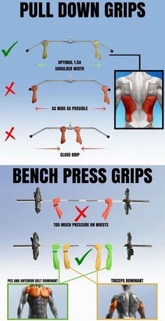 an image of the back muscles and their positions in order to pull down grips