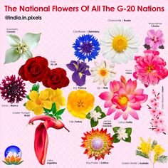 the national flowers of all the g - 20 nations by indianpixels on devisy