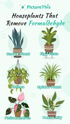 the houseplants that remove formalehaye