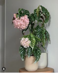 a potted plant sitting on top of a wooden table next to a white wall