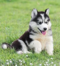 a black and white puppy sitting in the grass with its tongue out, looking at the camera