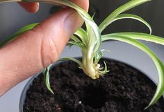 a person is holding a small plant in their hand