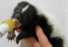 a ferret is being fed with a bottle of milk by someone's hand