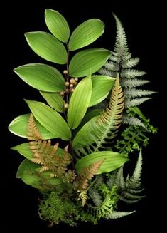 some green plants and leaves on a black background