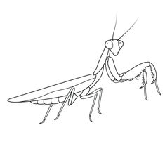 a drawing of a praying mantissa