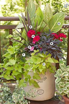 a potted plant sitting on top of a wooden table next to other pots filled with plants