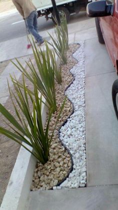 a plant is growing out of the ground in front of a red car and people are walking by