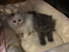 two kittens are laying down on a blanket