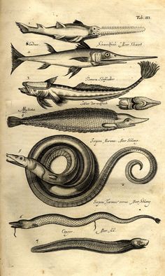 an old book with different types of fish