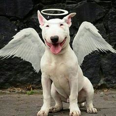 a white dog with angel wings sitting in front of a rock wall and looking at the camera