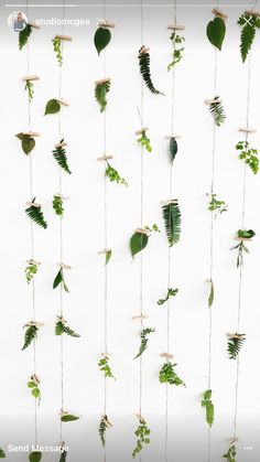 green plants are hanging from strings on the wall