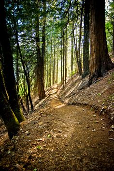 a trail in the woods with words run jovyable on it's side