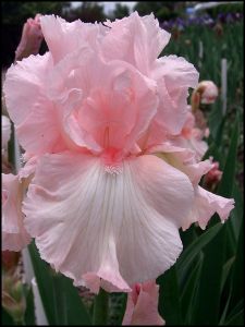 a pink flower is blooming in the garden