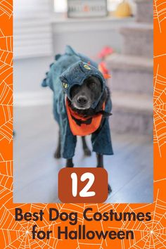 a dog dressed up as a halloween costume with the title 12 best dog costumes for halloween