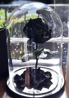 a black rose in a glass dome on a table