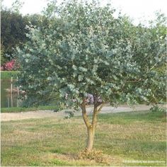 a small tree in the middle of a grassy field