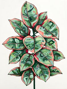 signed and numbered print on glossy paper. please allow 1-2 weeks for shipping. you will receive an email with tracking information once i’ve shipped thank you! :) Ruby Ficus, Bohemian Painting, Colorful Plant, Ficus Elastica, Paper Birds, Watercolor Plants, Leaf Texture, Plant Painting, Colorful Plants