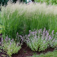 purple flowers and green grass in a garden