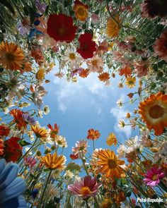 an overhead view of colorful flowers and blue sky with clouds in the backround