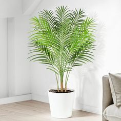 a potted palm tree in a white planter on a wooden floor next to a couch