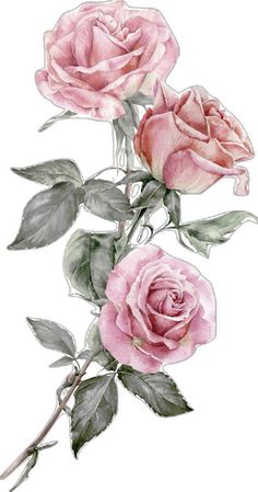 two pink roses with green leaves on a white background