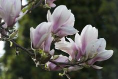 pink flowers are blooming on a tree branch