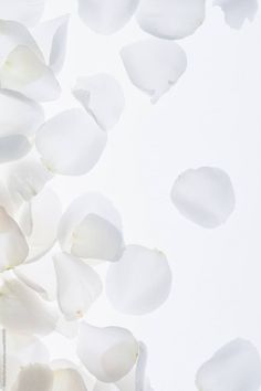 white rose petals falling down into the air