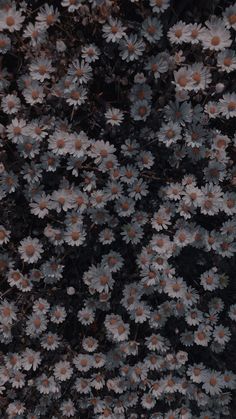 many daisies are growing together in the dark garden, close up view from above