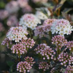 small white and pink flowers with green leaves