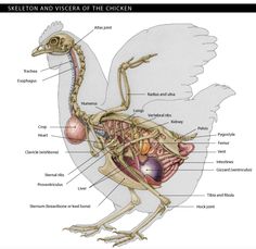 the skeleton and vissers of the chicken, with labels on each side of it