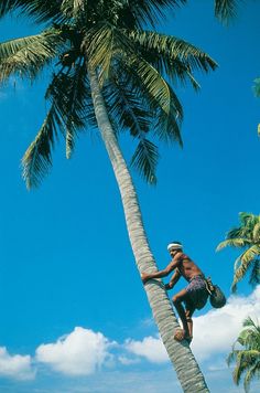 a man climbing up the side of a palm tree on top of a sandy beach