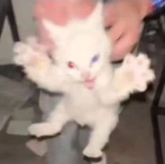 a small white kitten standing on top of a person's leg with it's paws in the air