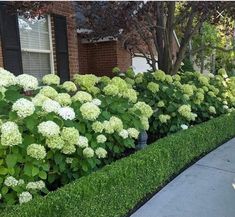 some green bushes and white flowers in front of a house