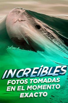 an image of a dolphin in the ocean with caption that reads incredible's fotos tomasas en el momento exacto